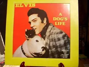 A Dog's Life