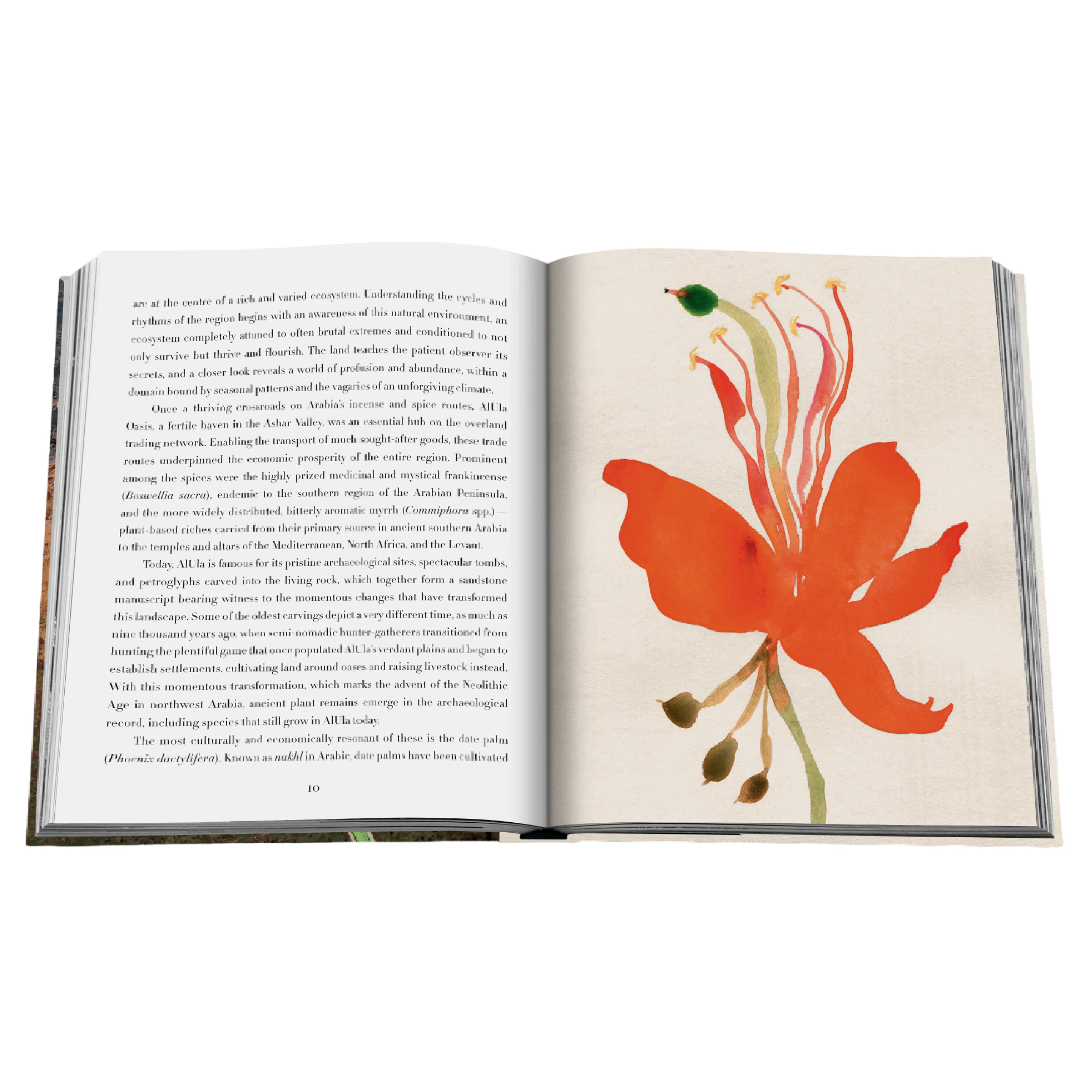 AlUla Flora: A Botanical Treasure Book | Abdulaziz Assaeed