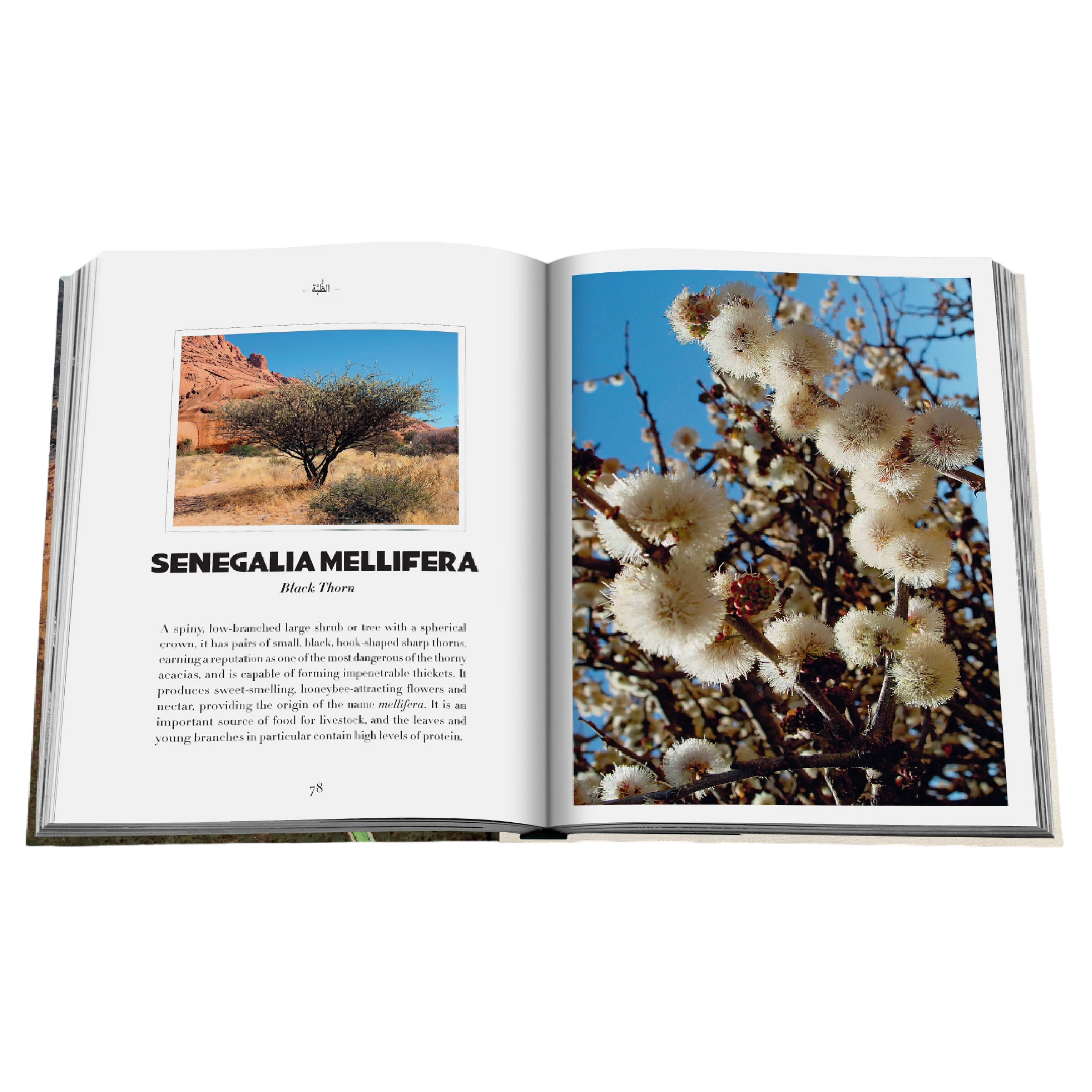 AlUla Flora: A Botanical Treasure Book | Abdulaziz Assaeed