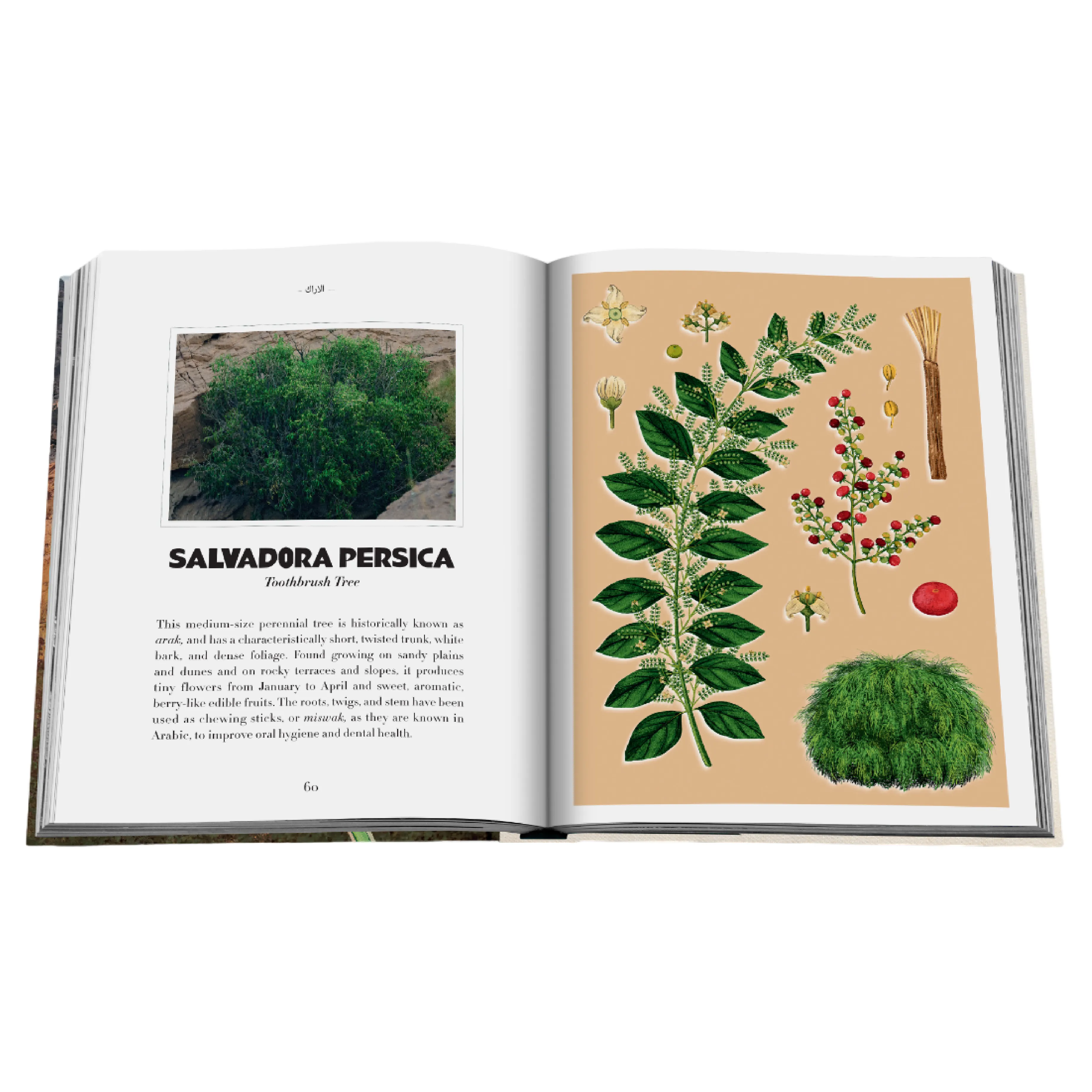 AlUla Flora: A Botanical Treasure Book | Abdulaziz Assaeed