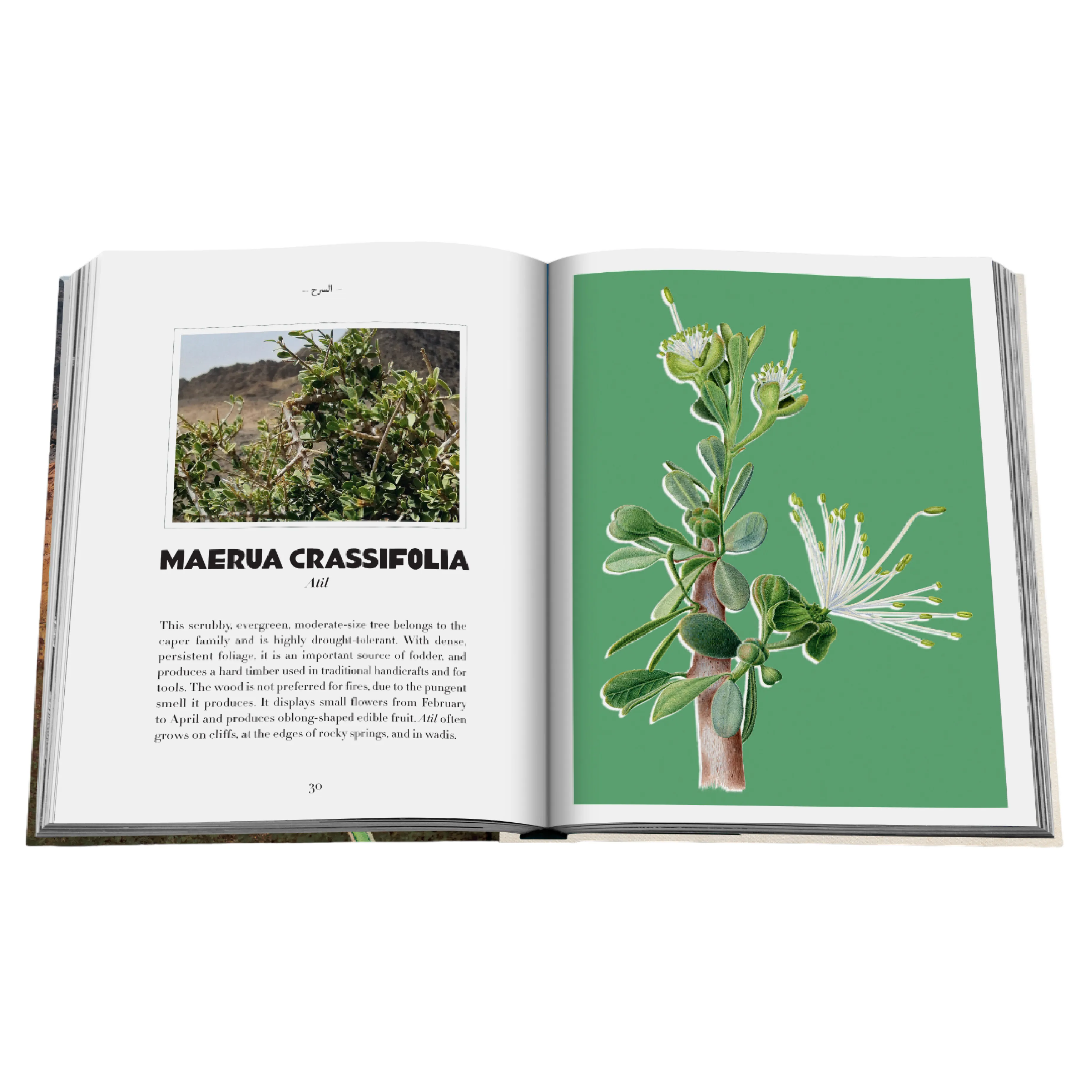 AlUla Flora: A Botanical Treasure Book | Abdulaziz Assaeed